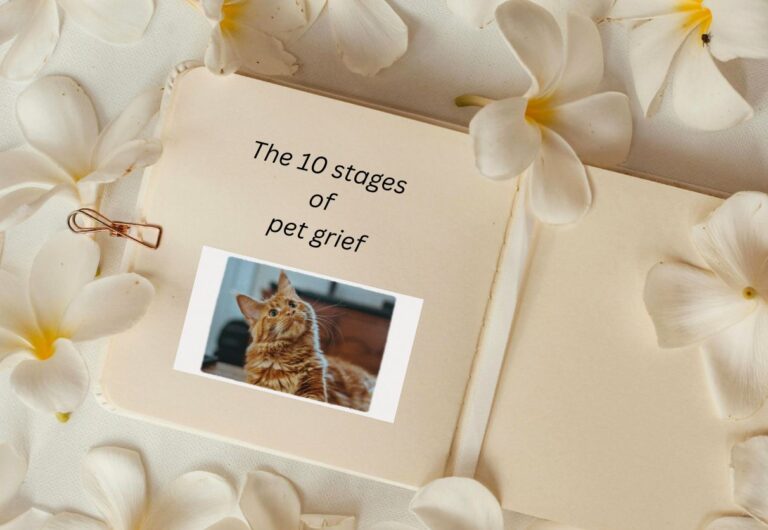 Moving Through The 10 Stages of Grief After Losing A Pet
