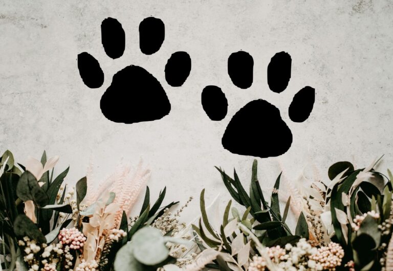 How To Deal With Losing A Pet Suddenly: First Important Steps